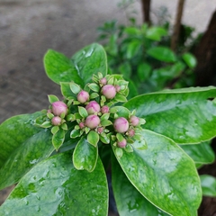 Pereskia
