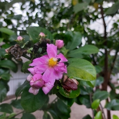 Pereskia