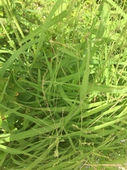Panicum capillare