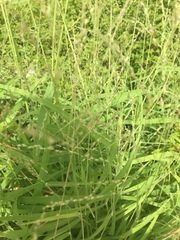 Panicum capillare