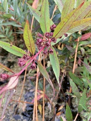 Decodon verticillatus