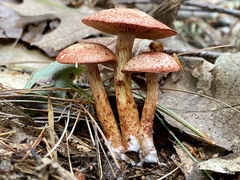Cortinarius bolaris