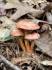 Cortinarius bolaris