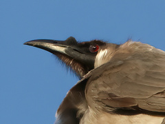 Philemon corniculatus