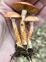 Cortinarius bolaris