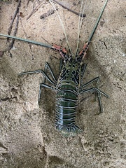 Panulirus versicolor