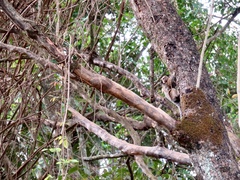 Callithrix penicillata