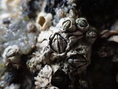 Semibalanus balanoides