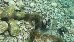 Sphaerechinus granularis