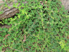 Lespedeza pilosa