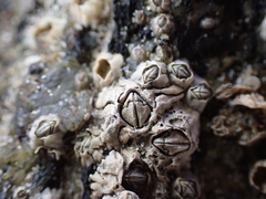 Semibalanus balanoides