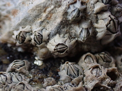 Semibalanus balanoides