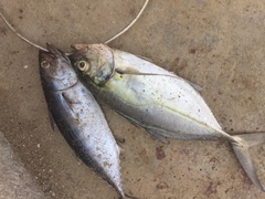 Caranx crysos