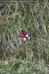 Anacamptis papilionacea