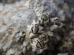 Austrominius modestus