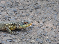 Tropidurus catalanensis