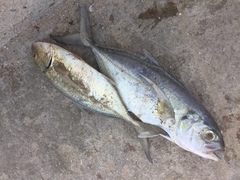 Caranx crysos