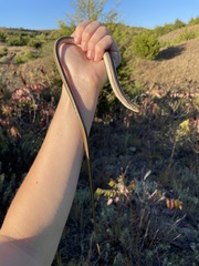 Ophisaurus attenuatus