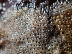 Cryptosula pallasiana