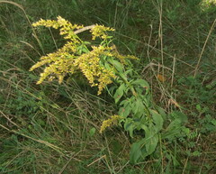 Solidago arguta