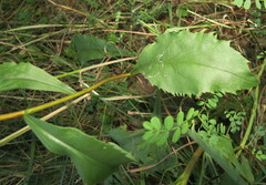 Solidago arguta