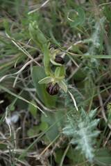 Ophrys