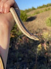 Ophisaurus attenuatus