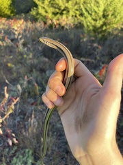 Ophisaurus attenuatus