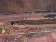 Gymnammodytes semisquamatus