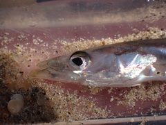 Gymnammodytes semisquamatus