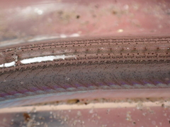 Gymnammodytes semisquamatus