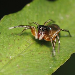 Tutelina similis
