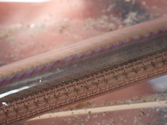 Gymnammodytes semisquamatus