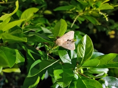 Spilarctia subcarnea