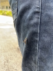 Tabanidae