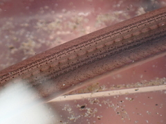 Gymnammodytes semisquamatus