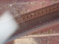 Gymnammodytes semisquamatus