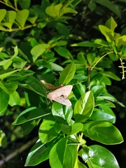 Spilarctia subcarnea