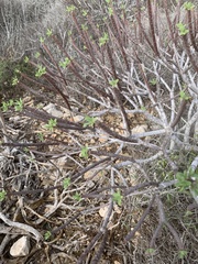 Euphorbia dendroides