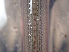 Gymnammodytes semisquamatus