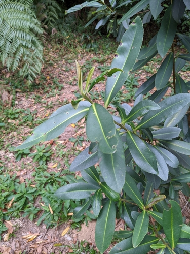 Polyspora axillaris