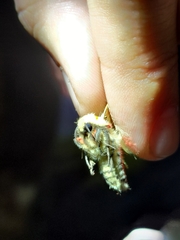 Spilarctia subcarnea