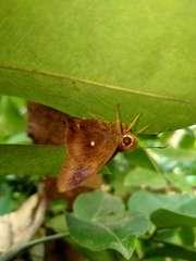 Hasora badra