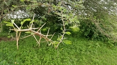 Vachellia nilotica