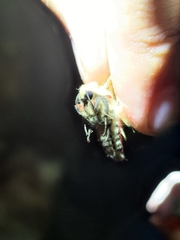 Spilarctia subcarnea