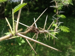 Vachellia nilotica