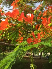 Delonix regia