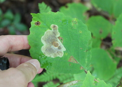 Cameraria hamameliella