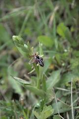 Ophrys cretica