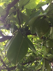 Terminalia catappa